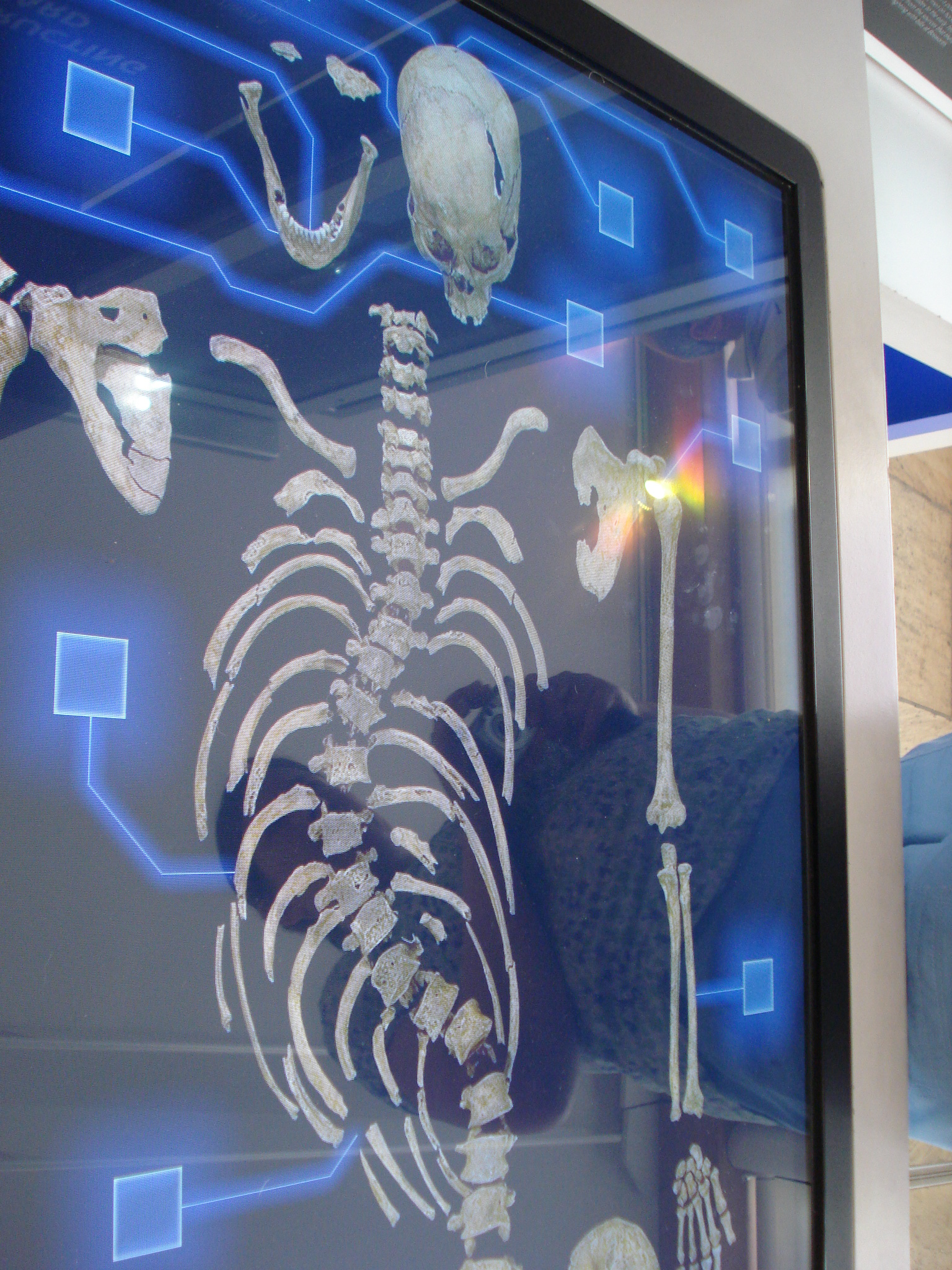Ein Schaubild von Richards Skelett in der Guildhall-Ausstellung. Eigenes Foto.